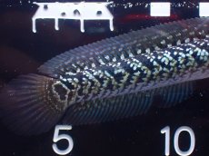 画像3: 【淡水魚】【通販】激レア 火山雷龍(Fire mountain)【個体販売】(±9cm)(大型魚・スネークヘッド)(生体)(熱帯魚)NKO (3)