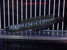 画像4: 【淡水魚】【通販】激レア 火山雷龍(Fire mountain)【個体販売】(±9cm)(大型魚・スネークヘッド)(生体)(熱帯魚)NKO (4)