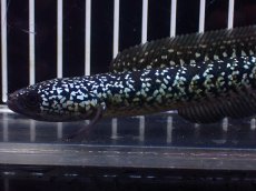 画像5: 【淡水魚】【通販】激レア 火山雷龍(Fire mountain)【個体販売】(±9cm)(大型魚・スネークヘッド)(生体)(熱帯魚)NKO (5)