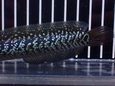 画像6: 【淡水魚】【通販】激レア 火山雷龍(Fire mountain)【個体販売】(±9cm)(大型魚・スネークヘッド)(生体)(熱帯魚)NKO (6)