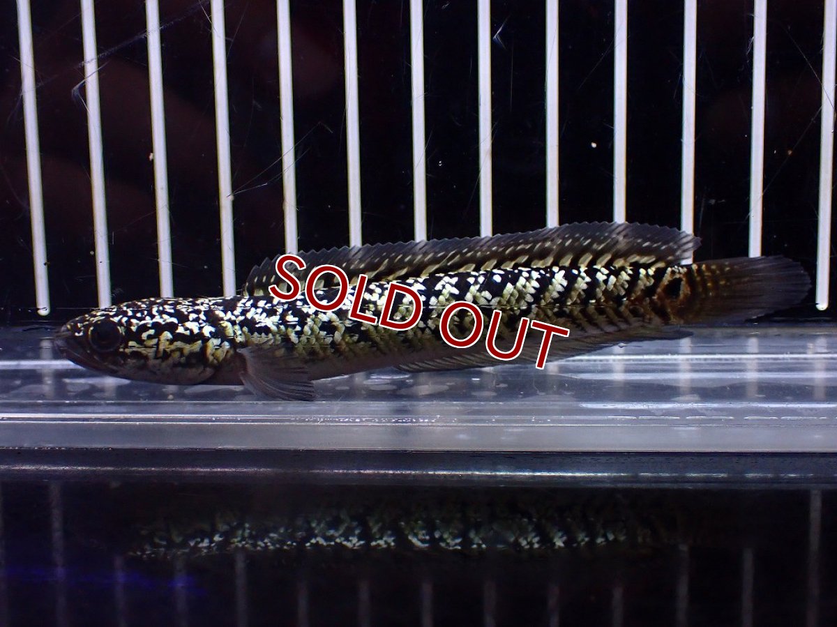 画像1: 【淡水魚】【通販】激レア No1 金天目(Gold tenmoku)【個体販売】(±9cm)(大型魚・スネークヘッド)(生体)(熱帯魚)NKO (1)