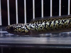 画像2: 【淡水魚】【通販】激レア No1 金天目(Gold tenmoku)【個体販売】(±9cm)(大型魚・スネークヘッド)(生体)(熱帯魚)NKO (2)