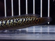 画像3: 【淡水魚】【通販】激レア No1 金天目(Gold tenmoku)【個体販売】(±9cm)(大型魚・スネークヘッド)(生体)(熱帯魚)NKO (3)