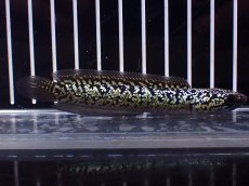 画像4: 【淡水魚】【通販】激レア No1 金天目(Gold tenmoku)【個体販売】(±9cm)(大型魚・スネークヘッド)(生体)(熱帯魚)NKO (4)