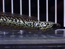 画像5: 【淡水魚】【通販】激レア No1 金天目(Gold tenmoku)【個体販売】(±9cm)(大型魚・スネークヘッド)(生体)(熱帯魚)NKO (5)