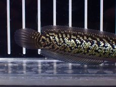 画像6: 【淡水魚】【通販】激レア No1 金天目(Gold tenmoku)【個体販売】(±9cm)(大型魚・スネークヘッド)(生体)(熱帯魚)NKO (6)