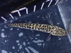 画像7: 【淡水魚】【通販】激レア No1 金天目(Gold tenmoku)【個体販売】(±9cm)(大型魚・スネークヘッド)(生体)(熱帯魚)NKO (7)