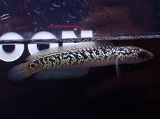 画像1: 【淡水魚】【通販】激レア No2 金天目(Gold tenmoku)【個体販売】(±9cm)(大型魚・スネークヘッド)(生体)(熱帯魚)NKO (1)