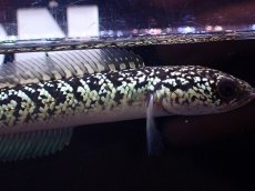 画像2: 【淡水魚】【通販】激レア No2 金天目(Gold tenmoku)【個体販売】(±9cm)(大型魚・スネークヘッド)(生体)(熱帯魚)NKO (2)