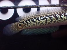 画像3: 【淡水魚】【通販】激レア No2 金天目(Gold tenmoku)【個体販売】(±9cm)(大型魚・スネークヘッド)(生体)(熱帯魚)NKO (3)
