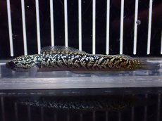 画像4: 【淡水魚】【通販】激レア No2 金天目(Gold tenmoku)【個体販売】(±9cm)(大型魚・スネークヘッド)(生体)(熱帯魚)NKO (4)