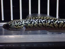 画像5: 【淡水魚】【通販】激レア No2 金天目(Gold tenmoku)【個体販売】(±9cm)(大型魚・スネークヘッド)(生体)(熱帯魚)NKO (5)