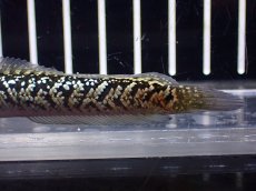 画像6: 【淡水魚】【通販】激レア No2 金天目(Gold tenmoku)【個体販売】(±9cm)(大型魚・スネークヘッド)(生体)(熱帯魚)NKO (6)