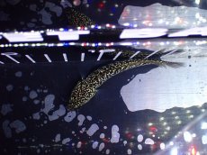 画像7: 【淡水魚】【通販】激レア No2 金天目(Gold tenmoku)【個体販売】(±9cm)(大型魚・スネークヘッド)(生体)(熱帯魚)NKO (7)
