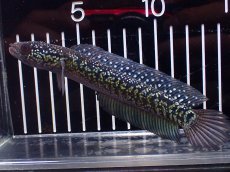画像1: 【淡水魚】【通販】激レアNo1 吉丁雷龍(Jewel)【個体販売】(±15cm)(大型魚・スネークヘッド)(生体)(熱帯魚)NKO (1)