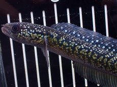 画像2: 【淡水魚】【通販】激レアNo1 吉丁雷龍(Jewel)【個体販売】(±15cm)(大型魚・スネークヘッド)(生体)(熱帯魚)NKO (2)