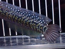 画像3: 【淡水魚】【通販】激レアNo1 吉丁雷龍(Jewel)【個体販売】(±15cm)(大型魚・スネークヘッド)(生体)(熱帯魚)NKO (3)