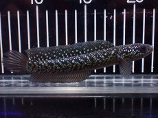 画像4: 【淡水魚】【通販】激レアNo1 吉丁雷龍(Jewel)【個体販売】(±15cm)(大型魚・スネークヘッド)(生体)(熱帯魚)NKO (4)
