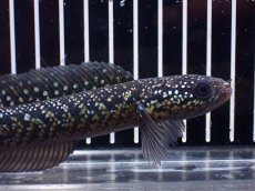 画像5: 【淡水魚】【通販】激レアNo1 吉丁雷龍(Jewel)【個体販売】(±15cm)(大型魚・スネークヘッド)(生体)(熱帯魚)NKO (5)