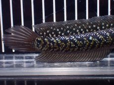 画像6: 【淡水魚】【通販】激レアNo1 吉丁雷龍(Jewel)【個体販売】(±15cm)(大型魚・スネークヘッド)(生体)(熱帯魚)NKO (6)