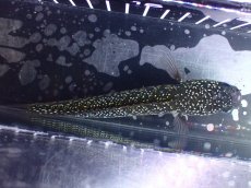 画像7: 【淡水魚】【通販】激レアNo1 吉丁雷龍(Jewel)【個体販売】(±15cm)(大型魚・スネークヘッド)(生体)(熱帯魚)NKO (7)