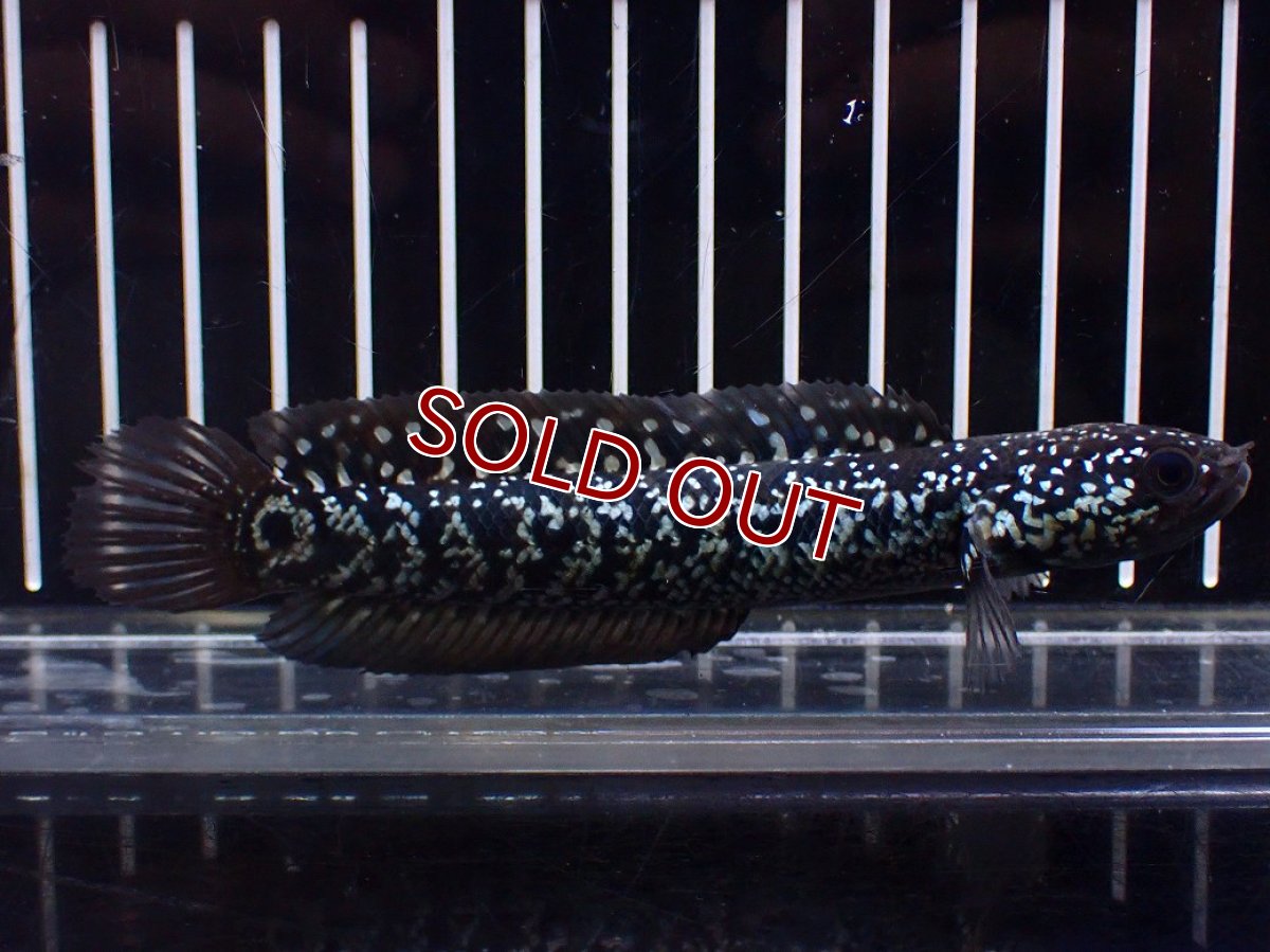 画像1: 【淡水魚】【通販】激レアNo2 吉丁雷龍(Jewel)【個体販売】(±13cm)(大型魚・スネークヘッド)(生体)(熱帯魚)NKO (1)