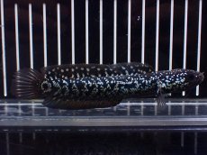 画像1: 【淡水魚】【通販】激レアNo2 吉丁雷龍(Jewel)【個体販売】(±13cm)(大型魚・スネークヘッド)(生体)(熱帯魚)NKO (1)