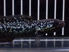 画像2: 【淡水魚】【通販】激レアNo2 吉丁雷龍(Jewel)【個体販売】(±13cm)(大型魚・スネークヘッド)(生体)(熱帯魚)NKO (2)