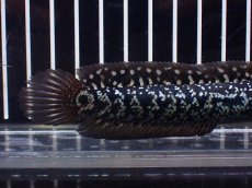 画像3: 【淡水魚】【通販】激レアNo2 吉丁雷龍(Jewel)【個体販売】(±13cm)(大型魚・スネークヘッド)(生体)(熱帯魚)NKO (3)
