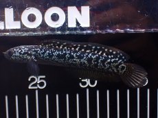 画像4: 【淡水魚】【通販】激レアNo2 吉丁雷龍(Jewel)【個体販売】(±13cm)(大型魚・スネークヘッド)(生体)(熱帯魚)NKO (4)