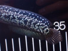 画像6: 【淡水魚】【通販】激レアNo2 吉丁雷龍(Jewel)【個体販売】(±13cm)(大型魚・スネークヘッド)(生体)(熱帯魚)NKO (6)