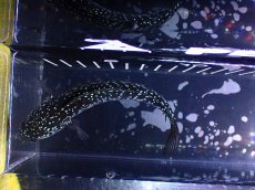 画像7: 【淡水魚】【通販】激レアNo2 吉丁雷龍(Jewel)【個体販売】(±13cm)(大型魚・スネークヘッド)(生体)(熱帯魚)NKO (7)