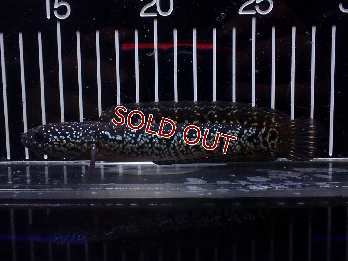 画像1: 【淡水魚】【通販】激レア No1 黒星鏨雷龍(Black diamond)【個体販売】(±15cm)(生体)(熱帯魚)NKO (1)
