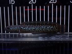 画像1: 【淡水魚】【通販】激レア No1 黒星鏨雷龍(Black diamond)【個体販売】(±15cm)(生体)(熱帯魚)NKO (1)
