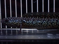 画像2: 【淡水魚】【通販】激レア No1 黒星鏨雷龍(Black diamond)【個体販売】(±15cm)(生体)(熱帯魚)NKO (2)