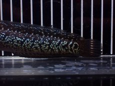画像3: 【淡水魚】【通販】激レア No1 黒星鏨雷龍(Black diamond)【個体販売】(±15cm)(生体)(熱帯魚)NKO (3)
