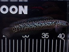 画像4: 【淡水魚】【通販】激レア No1 黒星鏨雷龍(Black diamond)【個体販売】(±15cm)(生体)(熱帯魚)NKO (4)