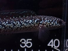 画像5: 【淡水魚】【通販】激レア No1 黒星鏨雷龍(Black diamond)【個体販売】(±15cm)(生体)(熱帯魚)NKO (5)