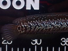 画像6: 【淡水魚】【通販】激レア No1 黒星鏨雷龍(Black diamond)【個体販売】(±15cm)(生体)(熱帯魚)NKO (6)