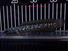 画像1: 【淡水魚】【通販】激レア No2 黒星鏨雷龍(Black diamond)【個体販売】(±15cm)(生体)(熱帯魚)NKO (1)