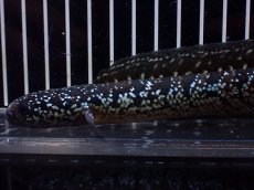 画像2: 【淡水魚】【通販】激レア No2 黒星鏨雷龍(Black diamond)【個体販売】(±15cm)(生体)(熱帯魚)NKO (2)