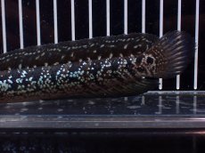 画像3: 【淡水魚】【通販】激レア No2 黒星鏨雷龍(Black diamond)【個体販売】(±15cm)(生体)(熱帯魚)NKO (3)