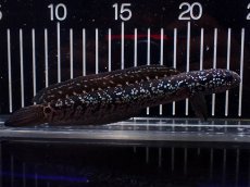 画像4: 【淡水魚】【通販】激レア No2 黒星鏨雷龍(Black diamond)【個体販売】(±15cm)(生体)(熱帯魚)NKO (4)