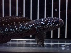 画像5: 【淡水魚】【通販】激レア No2 黒星鏨雷龍(Black diamond)【個体販売】(±15cm)(生体)(熱帯魚)NKO (5)