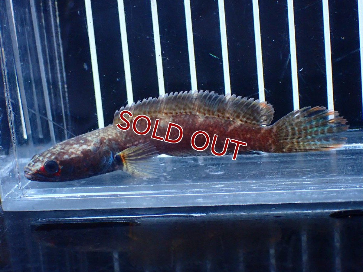画像1: 【淡水魚】【通販】アイスファイヤースネークヘッド【個体販売】(±8cm)(大型魚・スネークヘッド)(生体)(熱帯魚)NKO (1)