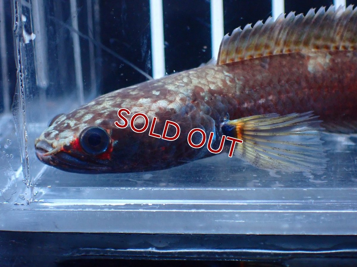 画像2: 【淡水魚】【通販】アイスファイヤースネークヘッド【個体販売】(±8cm)(大型魚・スネークヘッド)(生体)(熱帯魚)NKO (2)