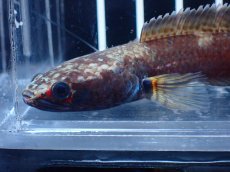 画像2: 【淡水魚】【通販】アイスファイヤースネークヘッド【個体販売】(±8cm)(大型魚・スネークヘッド)(生体)(熱帯魚)NKO (2)