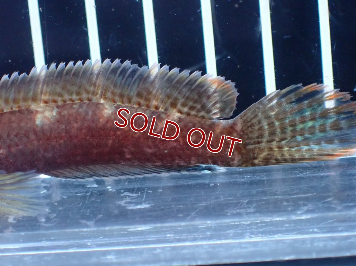 画像3: 【淡水魚】【通販】アイスファイヤースネークヘッド【個体販売】(±8cm)(大型魚・スネークヘッド)(生体)(熱帯魚)NKO (3)