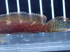 画像3: 【淡水魚】【通販】アイスファイヤースネークヘッド【個体販売】(±8cm)(大型魚・スネークヘッド)(生体)(熱帯魚)NKO (3)