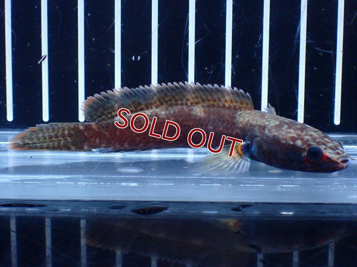 画像4: 【淡水魚】【通販】アイスファイヤースネークヘッド【個体販売】(±8cm)(大型魚・スネークヘッド)(生体)(熱帯魚)NKO (4)